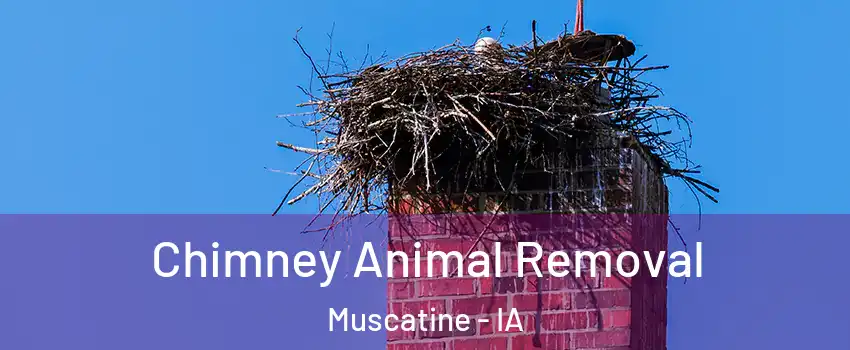 Chimney Animal Removal Muscatine - IA