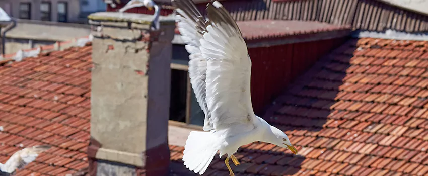 Residential Chimney Animal Removal Solution in Muscatine, IA